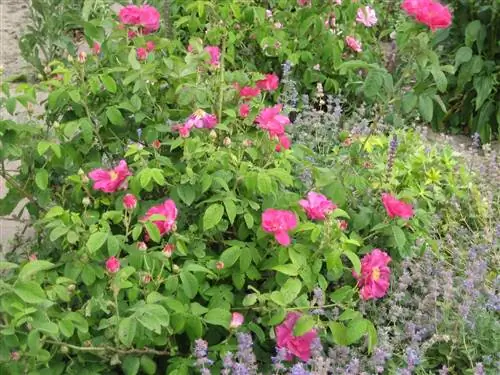 Rosa de Castilla можно выращивать в саду