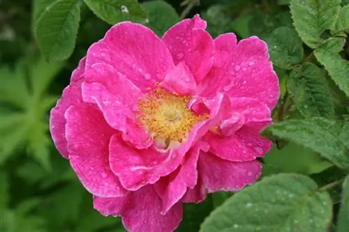 Rosa gallica цветет весной