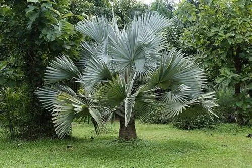 Bismarckia nobilis - большая пальма.