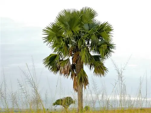 Borassus aethiopum - гигантская пальма.