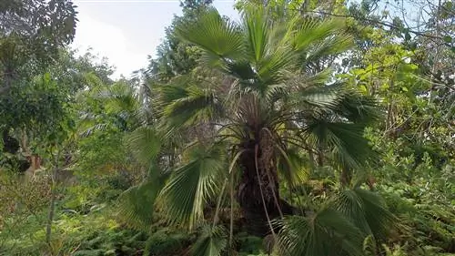Brahea edulis - большая пальма.