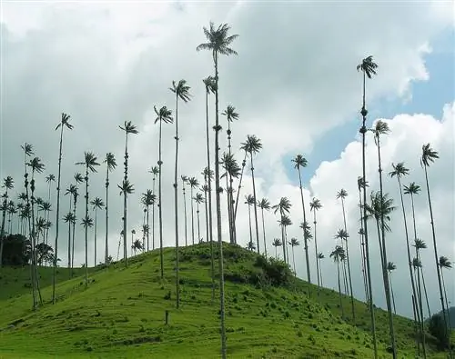 Ceroxylon quindiuense - гигантская пальма.
