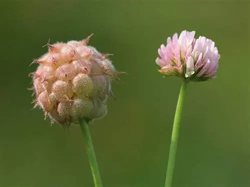 два цветка под названием Trifolium fragiferum