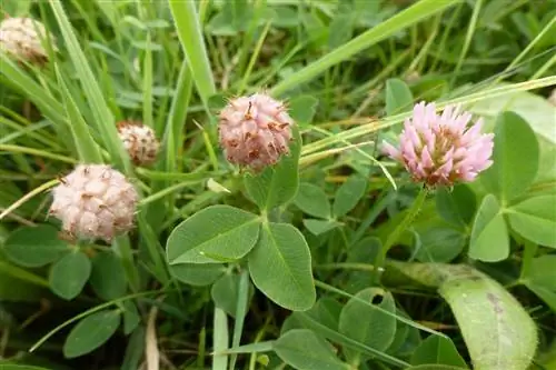 крупный план вида клевера, называемого Trifolium fragiferum