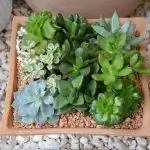 Суккуленты прекрасно смотрятся в композициях.