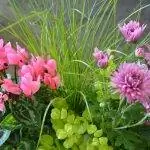 Комбинируйте растения для создания красивых композиций