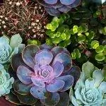 Суккуленты хорошо адаптируются к композициям