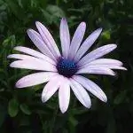 Диморфотека - это растение, которое цветет почти круглый год.