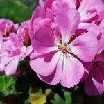 Герани - классические растения для оконных ящиков.