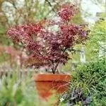 Пальмовый клен в горшке