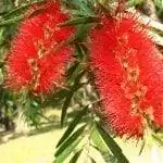 Вид на цветы Callistemon viminalis