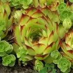 Sempervivum tectorum цветы