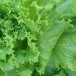 Салат - хорошие детские растения, его можно сеять под зиму.