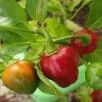 Перец хорошо растет в горшках.