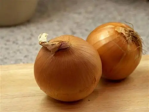 Лук можно выращивать в городском огороде