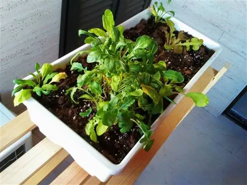 Секреты сада на балконе