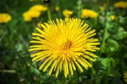 Семена одуванчика быстро прорастают.