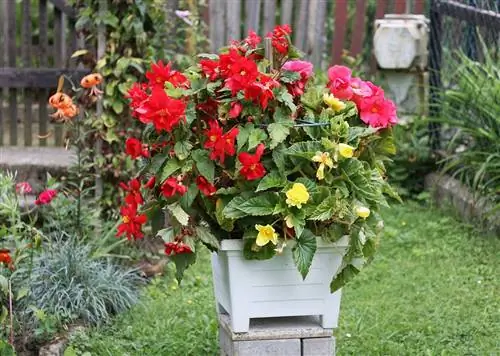 Бегонии - идеальные растения для домашнего выращивания.