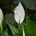 Вид бездельника в цвету