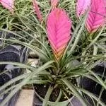 тилландсия цинея