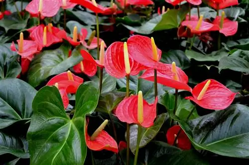 Антуриум необходимо время от времени пересаживать