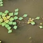 Водяной орех - это водный вид, который можно содержать в горшке.