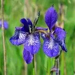 Водяная лилия - прекрасное цветущее растение.