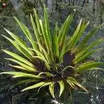 Водяной лаваш - идеальное горшечное растение без отверстий