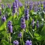 Понтедерия - многолетнее травянистое растение.