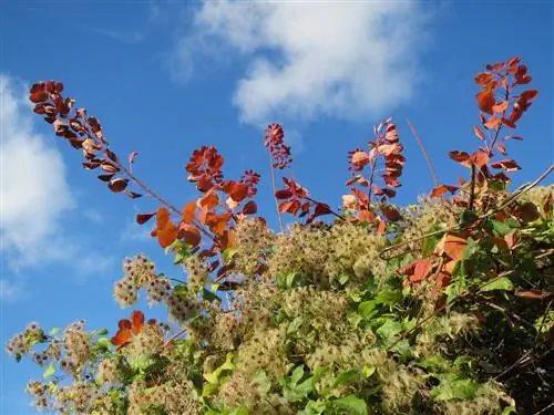 Клематис - лиана