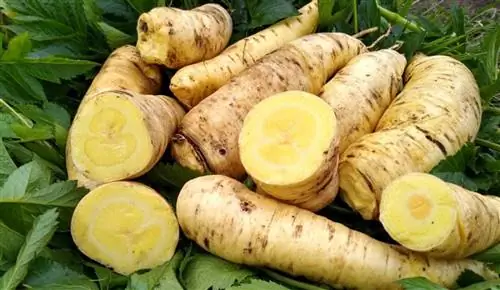 Арракача (Arracacia xanthorrhiza)