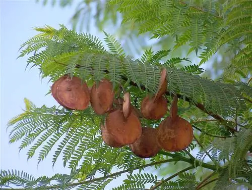 Плоды жакаранды деревянистые