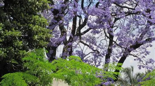 Жакаранда - красивое садовое дерево.