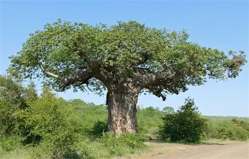 Adansonia digitata - африканский баобаб.