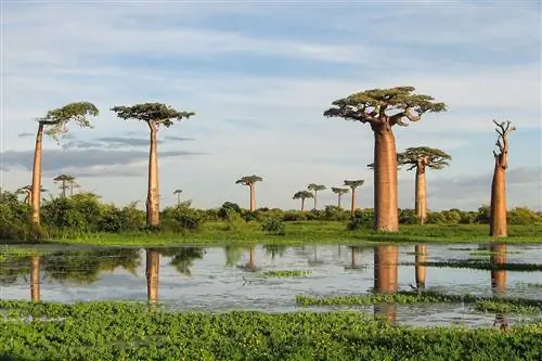 Adansonia grandidieri - медленнорастущее дерево.