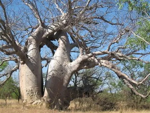 Adansonia gregorii - дерево из Австралии.