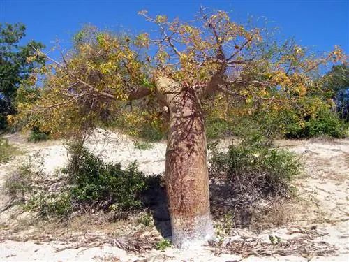 Adansonia rubrostipa - дерево с толстым, но коротким стволом.
