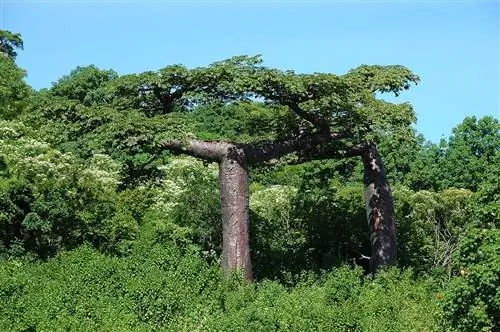 Adansonia suarezensis - медленнорастущее растение.