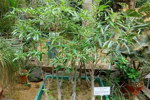 Adansonia za - очень большое и красивое дерево.