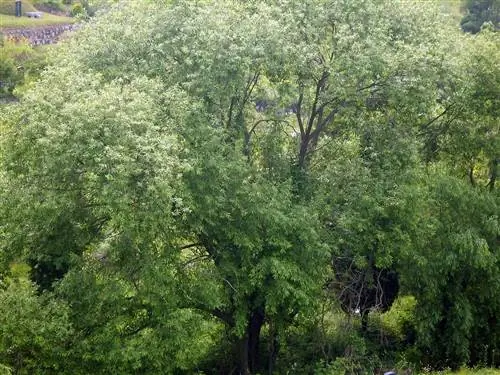 Salix деревья хотят много воды