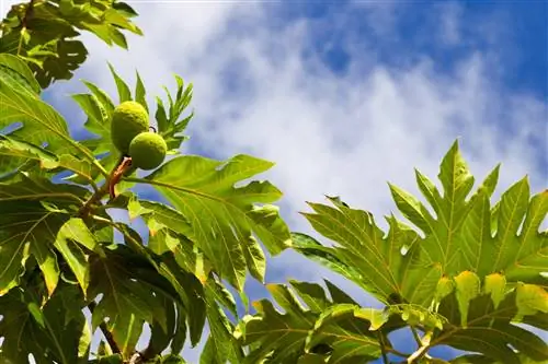 Хлебное дерево - растение, которое требует много воды.