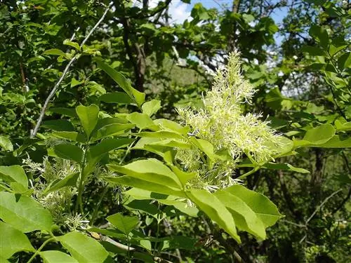 Цветочный ясень - это дерево, которое хочет воды