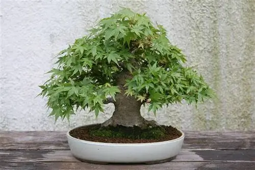 Бонсай из японского клена должен находиться на открытом воздухе.