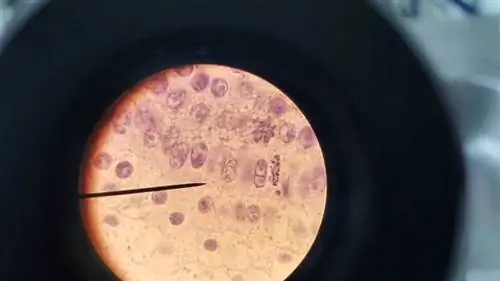 митоз растительных клеток