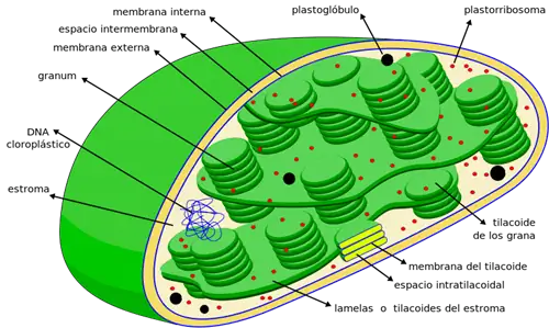 Изображение хлоропласта