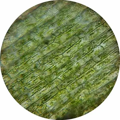 Что такое растительная клетка и из каких частей она состоит?