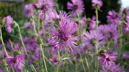 Кардота (Galactites tomentosa)