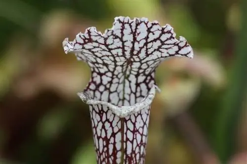 Sarracenia alata x leucophylla имеет беловатые ловушки.