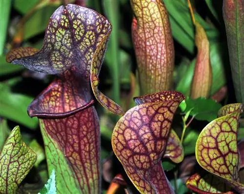 Гибриды Sarracenia oreophila мелкие.
