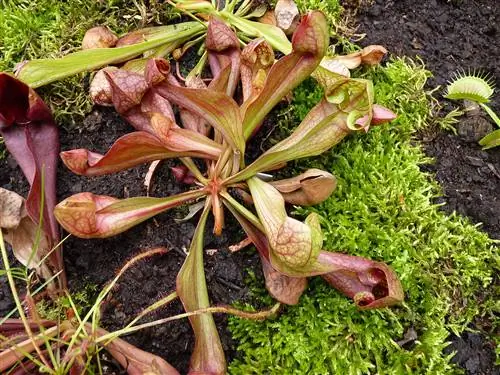 Гибрид Sarracenia psittacina x purpurea